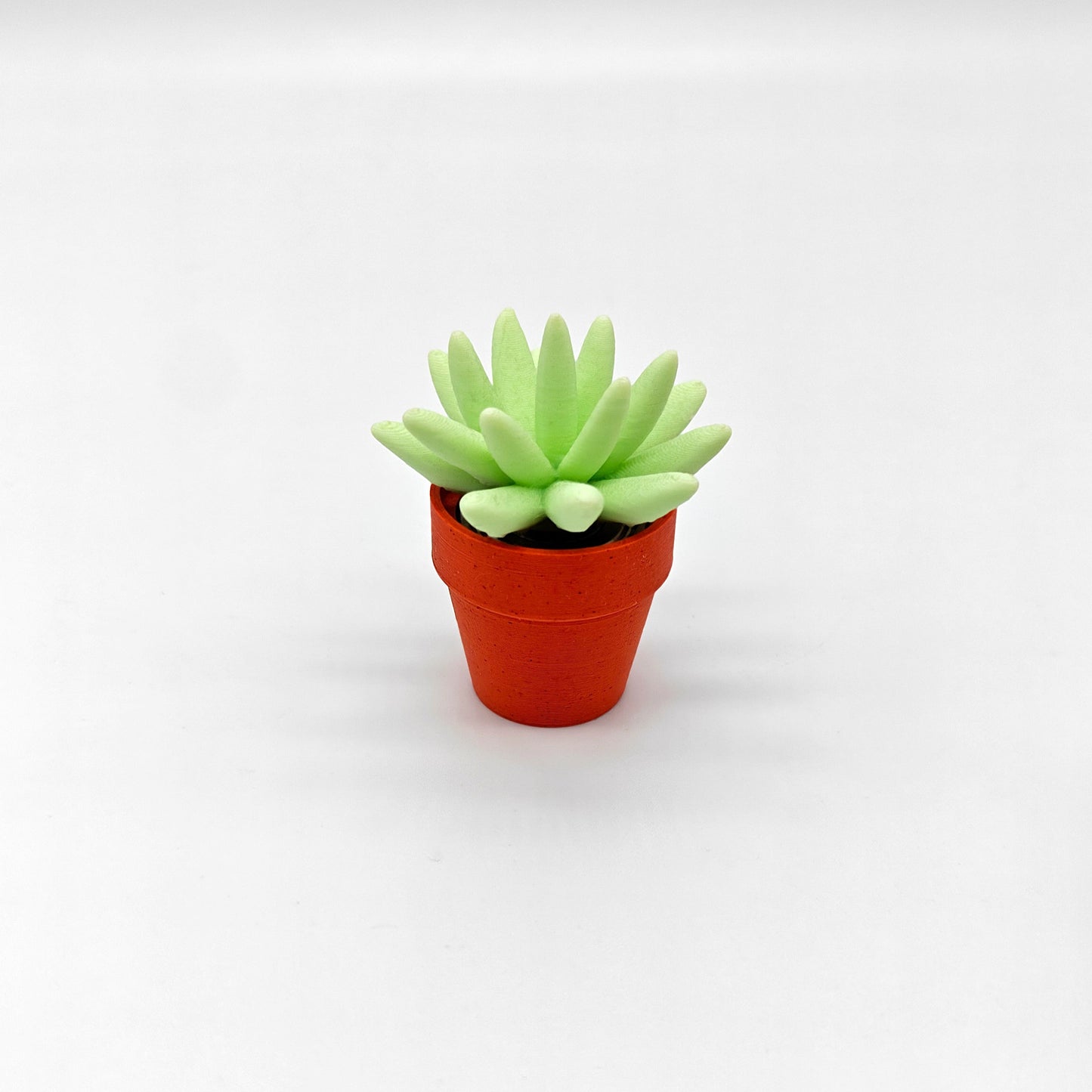 Spinny Succulent