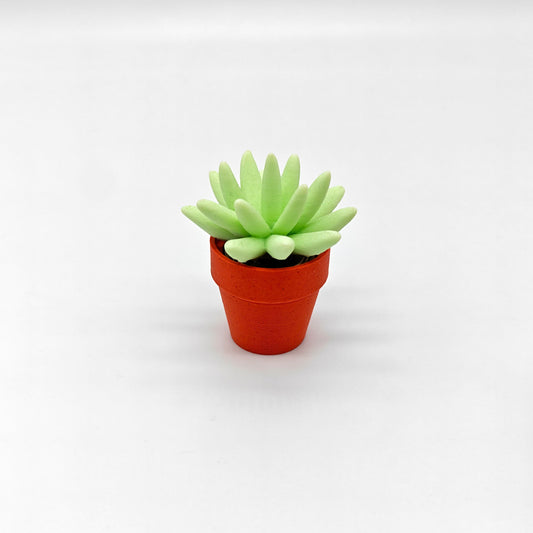 Spinny Succulent