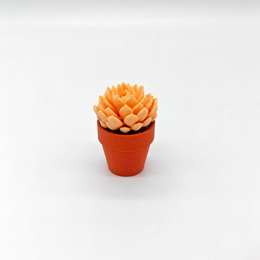 Spinny Succulent